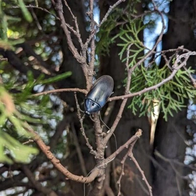 Cockroach Geocache Container - Image 1 of 4