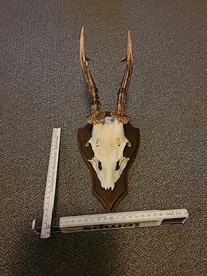 Hirschgeweih Gehörn Geweih Reh Bock Hirsch 6 Ender Trophäe Deko Holz Brett Nr 7 - Bild 1 von 4