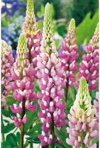 Lupins / Lupinus 'The Chatelaine' Perenne 9cm Maceta Plantas Pack x3 - Imagen 1 de 2