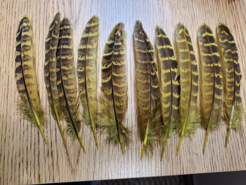 Lote de 10 plumas de pluma de pluma de ala de faisán con cuello anillado doméstico teñido de 5" Foto 1 de 1