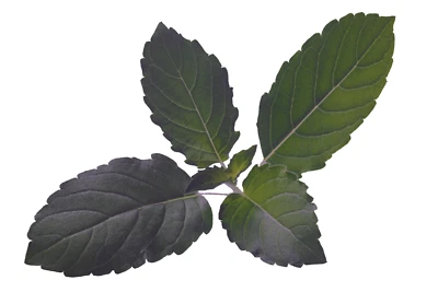 Organic Holy Basil  (O. Sanctum) Tulsi | A Medicinal Herb & Spice 500+ Seeds - Image 1 of 2