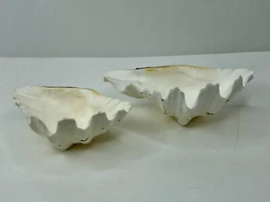 2 Tridacna Clam Shells Natural Seashell Half ~ 7.5” width Soap Dish Jewelry~6" w - Picture 1 of 7