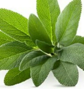 SAGE Salvia officinalis grey-green aromatic edible herb plant in 100mm pot - Picture 1 of 3