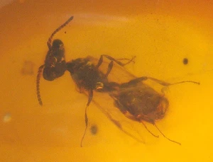 Beautiful Wasp with Barklice in Burmese Burmite Amber Fossil from Dinosaur Age - Picture 1 of 13