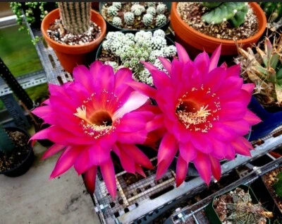 Echinopsis 'Krakatoa' (20 seeds) - Image 1 of 4