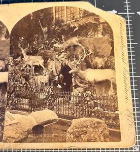 1876 Weltausstellung TAXIDERMY Display COLORADO Gebäude Antik STEREOVIEW FOTO - Bild 1 von 4