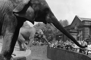 Trunk Stretching Elephants Entertaining at Zoo Photo Art Print Poster 18x12 - Picture 1 of 3