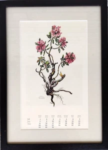 Vintage July 1962 Mila Lippmann-Pawlowski Alpine Flowers Signed Print + Germany - Picture 1 of 9