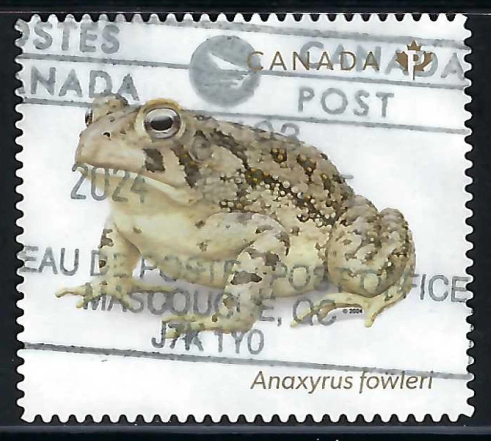 CANADA USED STAMP - SCOTT 3422 - FROM BOOKLET - MALE FOWLER'S TOAD - 2024 — 第 1/1 张图片