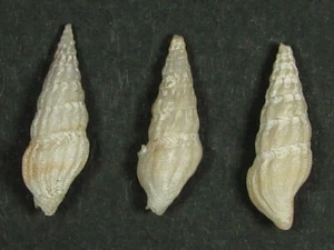 CLATHRODRILLIA BERRYI 20-22mm BEAUTIFUL SPECIMENS Guaymas, Sonora, Mexico - Picture 1 of 2