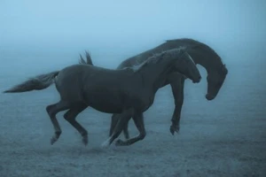 Horses in the Fog By Allan Wallberg Photography Giclee Art Print Ships Free - Picture 1 of 4