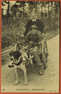 Neuauflage alte Postkarte - Hundekupplung in Sologne - M.172 - Bild 1 von 1