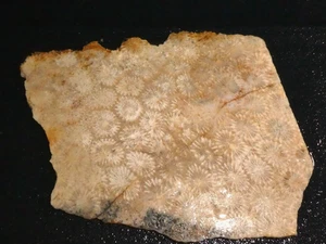 Coral Petrified  slab - 5 " x   4 1/4"--- rough-cabbing--display - Picture 1 of 3