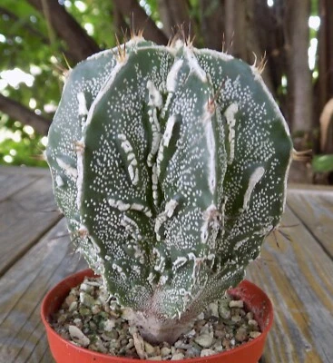 22. Astrophytum Myrio x Ornatum FUKURYU 9cm! BIG CACTUS! Flower ORIGINAL ownroot - Image 1 of 4