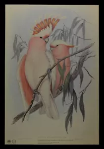 John Gould Pink Cockatoo Bird Limited Edition Print 21" x 14.5" - Picture 1 of 2