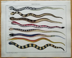 Schlangen Klapperschlange # Oken Großer Originaldruck Koloriert  Folio # 1843 - Picture 1 of 2