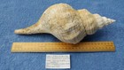 GIANT FOSSIL "Knobless Form" Horse Conch from FLORIDA - Triplofusus giganteus
