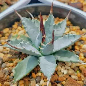 10CM Succulent Agave Plant Agave Utahensis Agavaceae Home Garden Beautiful Plant - Picture 1 of 13