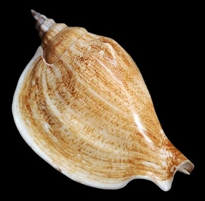 Sea shell strombus epidromis 83mm, gem, nice form, perfect - Picture 1 of 6