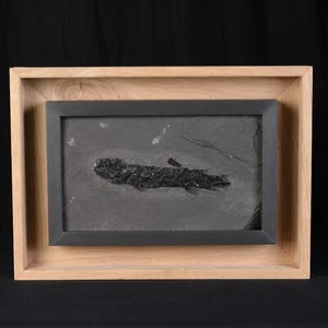 Osteolepis macrolepidotus fossile dévonien Ecosse Poisson fossile encadré #D52 - Picture 1 of 5