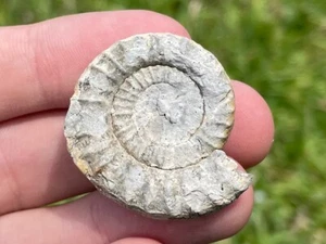 Ukraine Fossil Ammonit Echioceras sp. RAR Jurassic Age - Bild 1 von 3