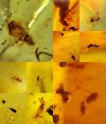 10 pieces authentic Burmite Myanmar Amber insect fossil dinosaur age 5.3-6