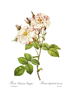 Botanical Print, Redoute Roses, Rosa Damascena Variegata 1978 reproduction print - Picture 1 of 1