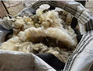 Schafwolle - Rohwolle ungewaschen, naturbelassen ca 4,5 kg Dünger - Bild 1 von 1