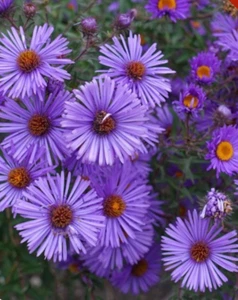 New England ASTER Purple Perennial Heirloom USA Non-GMO (1,000 Seeds!) - Picture 1 of 2