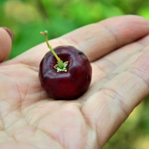 BeauFlora Hybrid Barbados Cherry (negro, capas) 1 planta de raíz desnuda - Imagen 1 de 2