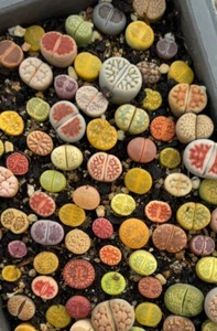 Lithops Rare Living Stones Plant Succulent Cactus Fresh 20 Viable Seeds - Picture 1 of 10