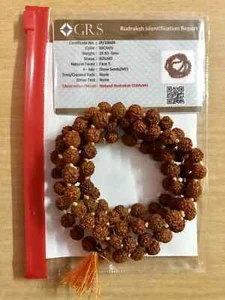 ROSARIO 108+1 cuentas de oración 8 mm Mukhi RUDRAKSHA Rudraksh Mala certificado por laboratorio - Imagen 1 de 5