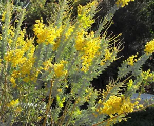 Acacia cultriformis KNIFE-TOOTH WATTLE 40 Seeds - Picture 1 of 1