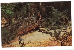 PETRIFIED FOREST Young Woman Model Seated on Log Flora Mississippi MS Postcard - Picture 1 of 2