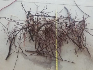 100 assorted thin Manzanita  Branches craft bird perch reptile fish  (box 33) - Picture 1 of 4