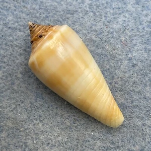 #2 Conus cinereus gubba 27.8mm F++ Bananatown, Batangas, Philippines 1966 - Picture 1 of 3