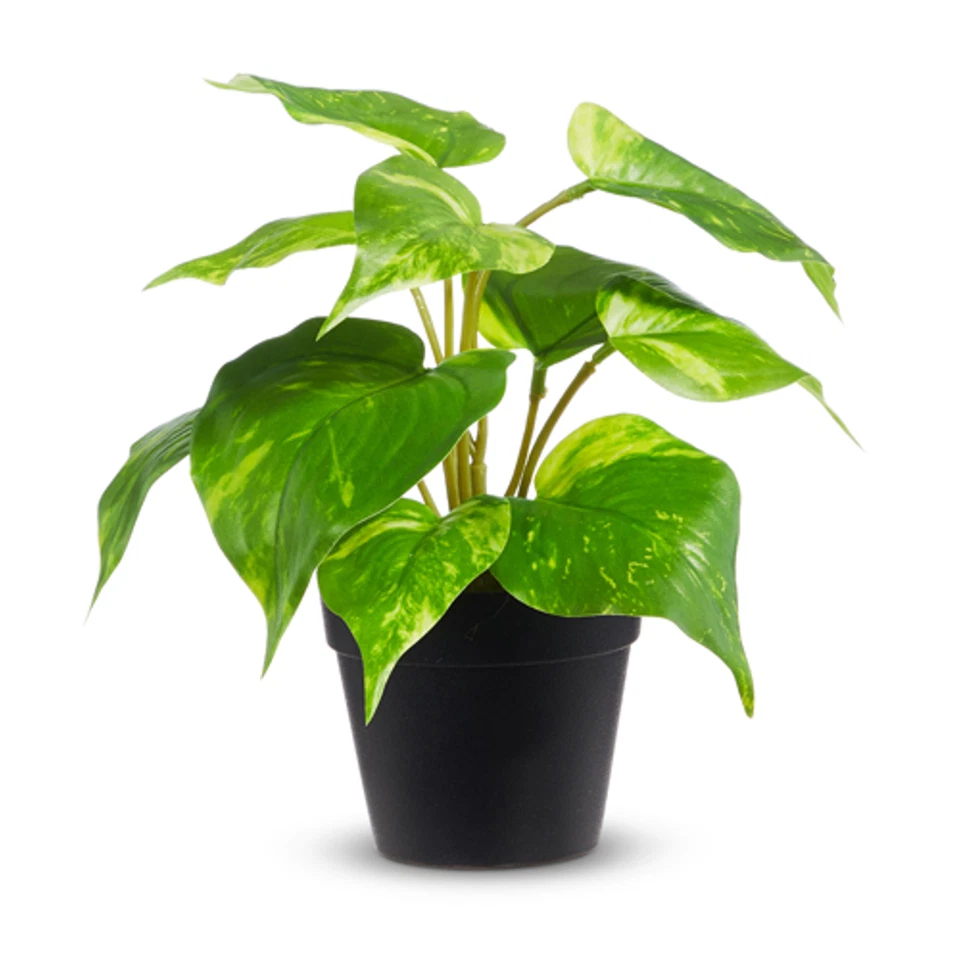 Raz Imports Pothos Dorados en Maceta, 8.5" (4441883) Foto 1 de 1