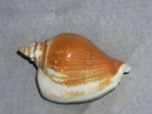 LAEVISTROMBUS TURTURELLA BLACK LIP - Picture 1 of 2