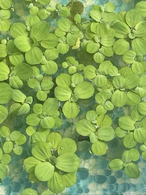 16 LIVE Water Lettuce Plants INSECT FREE. MEDIUM SIZE Floating Aquarium/Pond/Fry - Image 1 of 4