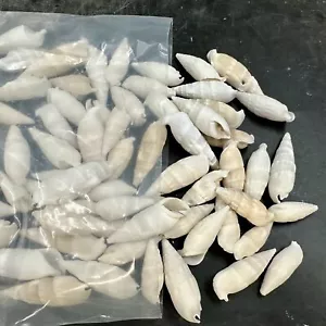 500g White Icicles Shells for Nautical Decor and Crafts - Foto 1 di 2