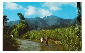 2 Men at MAUI SUGAR CANE Field Largest Plantation Agriculture Hawaii HI Postcard - Picture 1 of 2