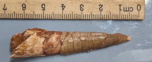DIENTE DE DINOSAURIO SPINOSAURUS 100 millones de años fósil de Marruecos (#F7448) - Imagen 1 de 2