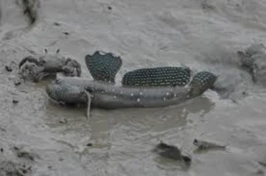Blue Spotted Mudskipper (Periophthalmus waltoni) - Picture 1 of 4
