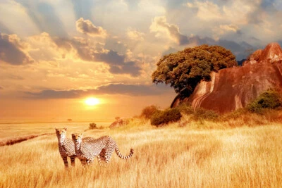 Pôster impressão arte fotográfica chitas na savana africana ao pôr do sol 18x12 - Imagem 1 de 3