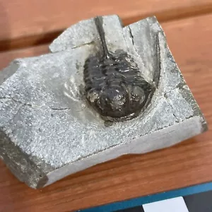 Fossil Cyphaspis Trilobite, Devonian - Trilobite, Morocco - Picture 1 of 8