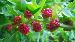 Strawberry Spinach - Chenopodium capitatum - 25+ seeds - SPECIAL DELICACY! L 080