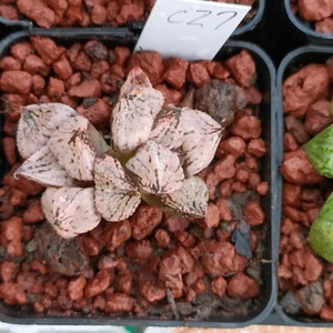 Two heads-- Haworthia Splendens “Princess Kazunomiya" ( mutant ) - Picture 1 of 3