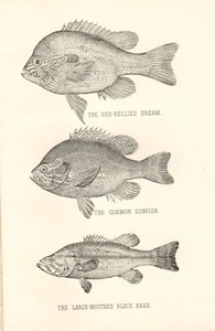 Impresiones de peces antiguos raros de 1892 ~ Lote de 19 3 peces en cada plato - Imagen 1 de 3
