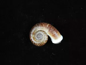 Land Snail Rhiostoma samuiense 22.6mm ID#8793 - Picture 1 of 2