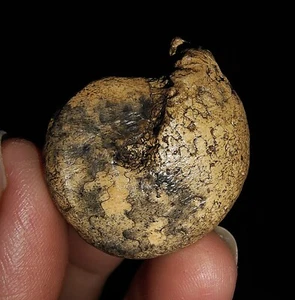 ¡¡¡INCREÍBLES AMONITAS!!! FÓSIL TRIÁSICO CLADISCITAS DE TIMOR, INDONESIA 28MM - Imagen 1 de 7